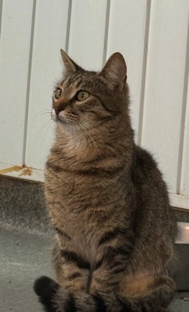 Piper is a brown tabby cat with green eyes. She is in her room at the shelter and is looking into the camera with big eyes