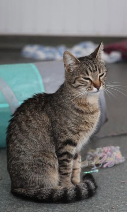 Piper is a brown tabby cat with green eyes. She is in her room at the shelter and is looking into the camera with big eyes