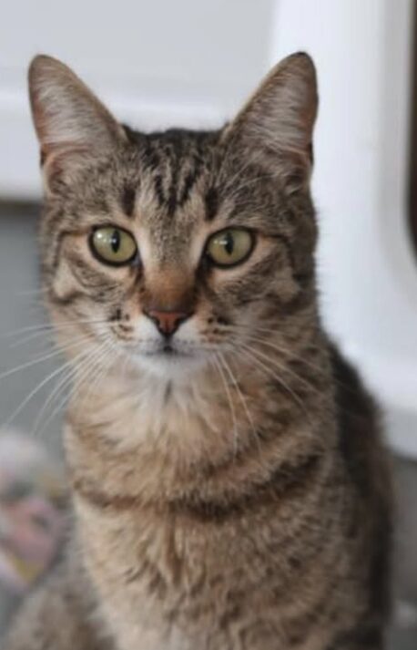Piper is a brown tabby cat with green eyes. She is in her room at the shelter and is looking into the camera with big eyes
