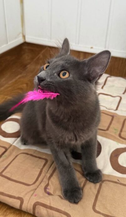 Effie-3