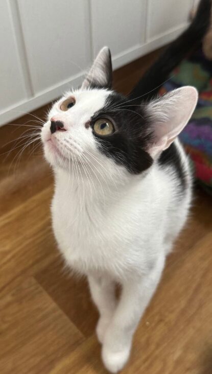 Maisy-Betsy-6